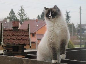 a jako bonus náš ragdoll Jack :)