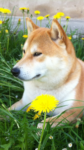 Šiba šibalský kukuč Kajga img_1764.png