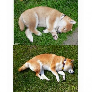 CAIGO CORO Prima Nova 6 týdnů a 6 let :) CAIGO CORO Prima Nova 6 týdnů a 6 let :)