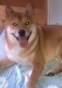 JUKI Prima Nova juki-pn-5.jpg