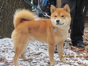 KENJI Prima Nova KENJI Prima Nova