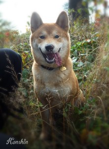 KENSHIN Prima Nova kenshin_2015_005.jpg