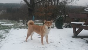 KUMIKO Prima Nova kumiko.jpg