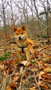 KICHIRO Prima Nova KICHIRO Prima Nova