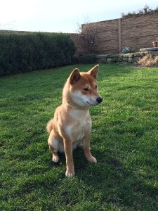 KIOKO Prima Nova kioko-prima-nova.jpg