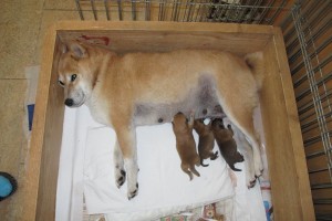 Darling of Czech´s country - L vrh Prima Nova img_6626.jpg