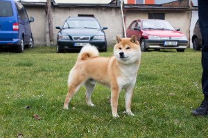 M´Riku Saiko Hvězda Hané m--riku-saiko-hvezda-hane.jpg