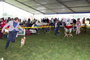 BIANN Ashiba Camoro a Jan Čech BIANN AC Szombathely 2016 a Jan Čech