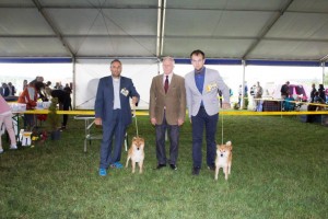 pes a fena CACIB - Szombathely 2016, rozhodčí pan Harsányi img_5214.jpg