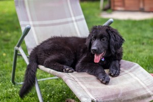 pejsek URIEL Gasko Prim img_2183.jpg