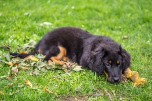 pejsek URAGAN Gasko Prim img_2172.jpg