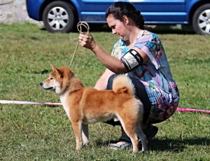 Koumi No Homaremaru Go Sanuki Mizumotosou - open class - Exc. 1/7, Best Male, BOS 14355192_660563284108068_3706066718566786866_n.jpg