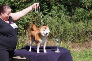 Ich. Banzai del Monte de Haya - veteran class, V1, BOV, 13 Years...