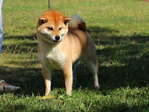 Nikki Go Samurai Yashiki - female champion class - Exc.1, CAC, Best female 14362654_661520457345684_4455500105808744210_o.jpg