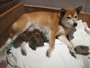 BIANN Ashiba Camoro - vrh M Prima Nova img_7151.jpg