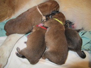 Vrh M Prima Nova img_7154.jpg