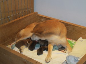 BIANN Ashiba Camoro - vrh M Prima Nova img_7156.jpg