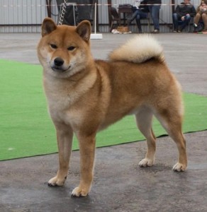 MARA - SHIMAS HASHA GO - otec štěňat M vrhu Prima Nova hasha-mb.jpg