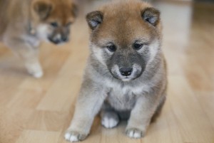 pejsek MIURANOSUKE Prima Nova /RAN/ prima_nova_1.jpg