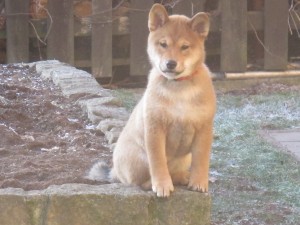 MANAMI Prima Nova 2,5 měsíce img_7915.jpg