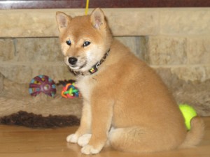 KAWAII Kamiwaza - 10 týdnů img_8048.jpg