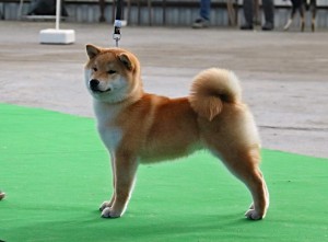 Dar Chingiza Laurels Branch dar-chingiza-laurels-branch.jpg