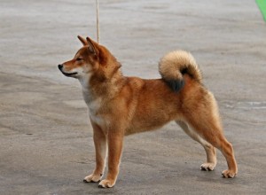 MANAMI Prima Nova manami-prima-nova-2.jpg