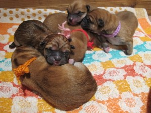 Vrh N Prima Nova - 30. 04. 2017 Vrh N Prima Nova - 30. 04. 2017