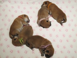 Vrh N Prima Nova - 1 týden