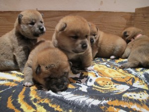 Vrh N Prima Nova - 2 týdny