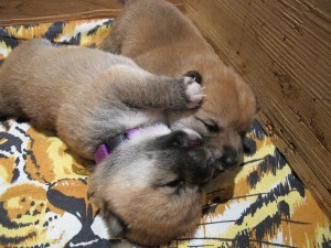 Vrh N Prima Nova - 2 týdny