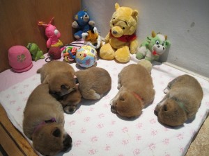 Vrh N Prima Nova - 3 týdny