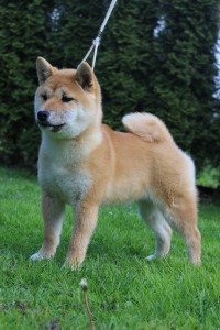 KAWAII Kamiwaza, téměř 5 měsíců KAWAII Kamiwaza, téměř 5 měsíců