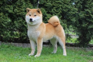 Dar Chingiza Laurels Brunch, cca 5,5 Dar Chingiza Laurels Brunch, cca 5,5 měsíce