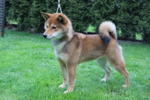 MANAMI Prima Nova, cca 7 a 1/4 měsíce MANAMI Prima Nova, cca 7 a 1/4 měsíce