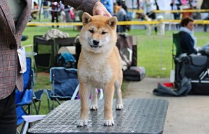 KAWAII Kamiwaza KAWAII Kamiwaza