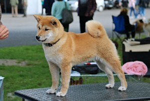 KAWAII Kamiwaza KAWAII Kamiwaza