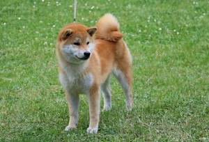Dar Chingiza Laurels Brunch Dar Chingiza Laurels Brunch