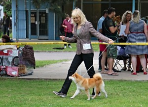 Dar Chingiza Laurels Brunch a já Dar Chingiza Laurels Brunch a já