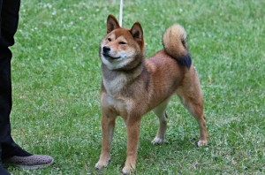 MANAMI Prima Nova MANAMI Prima Nova