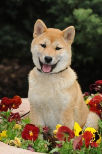 Kawaii Kamiwaza Kawaii Kamiwaza