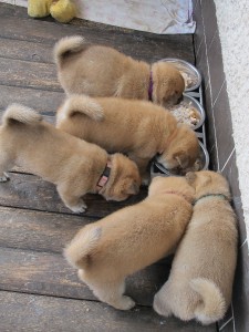 Vrh N Prima Nova - 4 týdny Vrh N Prima Nova - 4 týdny