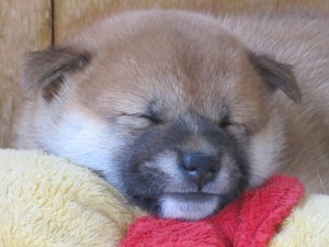 Fenka /fialová/ Fenka /fialová/