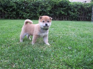 NOBUYUKI /NOBI/ Prima Nova - pejsek, ZADANÝ NOBUYUKI Prima Nova - pejsek