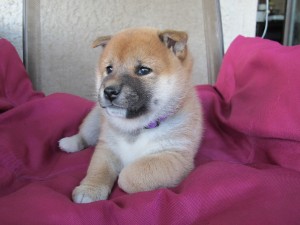 Fenka fialová - ZADANÁ Fenka fialová