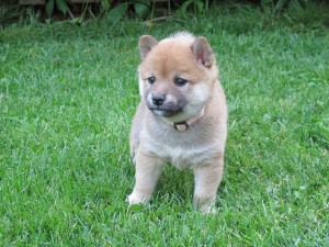 NORIYUKI /JUKI/, fenka, růžová - ZADANÁ Fenka růžová - ZADANÁ