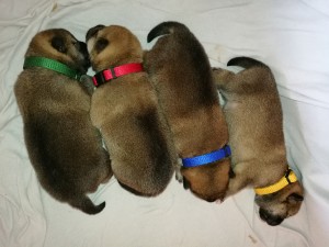 Vrh O Prima Nova Vrh O Prima Nova