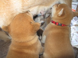 poslední sváča II