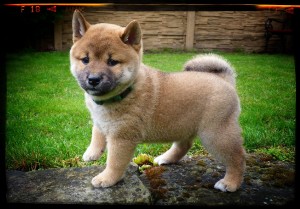 O´ KIKO Prima Nova O´KIKO Prima Nova