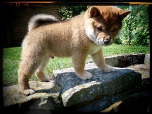 O´ NIKKO Prima Nova O´ NIKKO Prima Nova